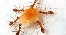 Usir Semut Tanpa Insectisida
