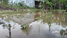 11 Kelompok Tani Di Bontang Alami Kerugian Akibat Banjir
