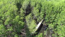 Bontang Mangrove Park, Destinasi Wisata Sekaligus Belajar