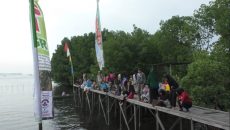 Membludak, Pengunjung Mangrove Park Saleba Capai 20 Ribu Orang