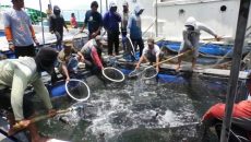 Nelayan Kopbem Binaan Pupuk Kaltim kembali Panen 2,5 Ton Ikan Kerapu