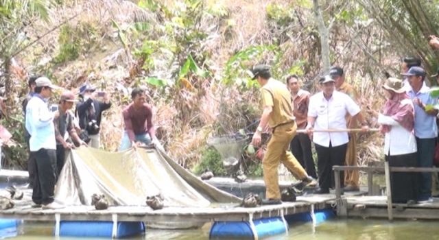 Bupati Kutim Saksikan Panen Ikan Perdana Kelompok Budidaya Baji Ati