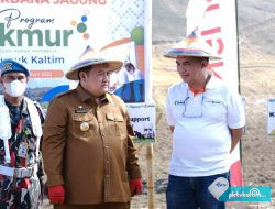 Perluas Program Makmur, PKT Tanam Jagung 50 Hektare di Gorontalo