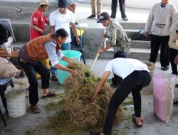 Pendampingan PKT BERSERI, Pupuk Kaltim Perkuat Kapasitas Peternak Bulutana Gowa