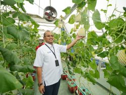 Smart Green House Binaan Pupuk Kaltim Mulai Tunjukkan Hasil Lewat Panen Perdana Melon