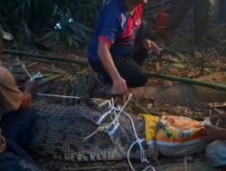 Buaya yang Diduga Serang Warga di Kawasan BSD Berhasil Dievakuasi