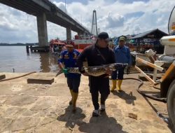 Buaya Liar Masuk Permukiman, Disdamkar Samarinda Lakukan Evakuasi Dramatis di Bantaran Sungai Mahakam