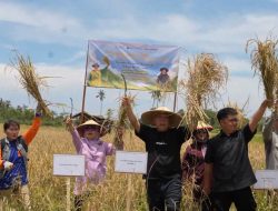 Panen Padi Gogo di Muara Jawa Dorong Pertanian Inovatif di Kawasan IKN