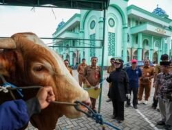 Wali Kota Bontang Serahkan Sapi Kurban Jumbo dari Presiden Prabowo kepada Masyarakat Bontang